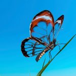 arimeo Fensterfalzlüfter kleinerer Halm Schmetterling